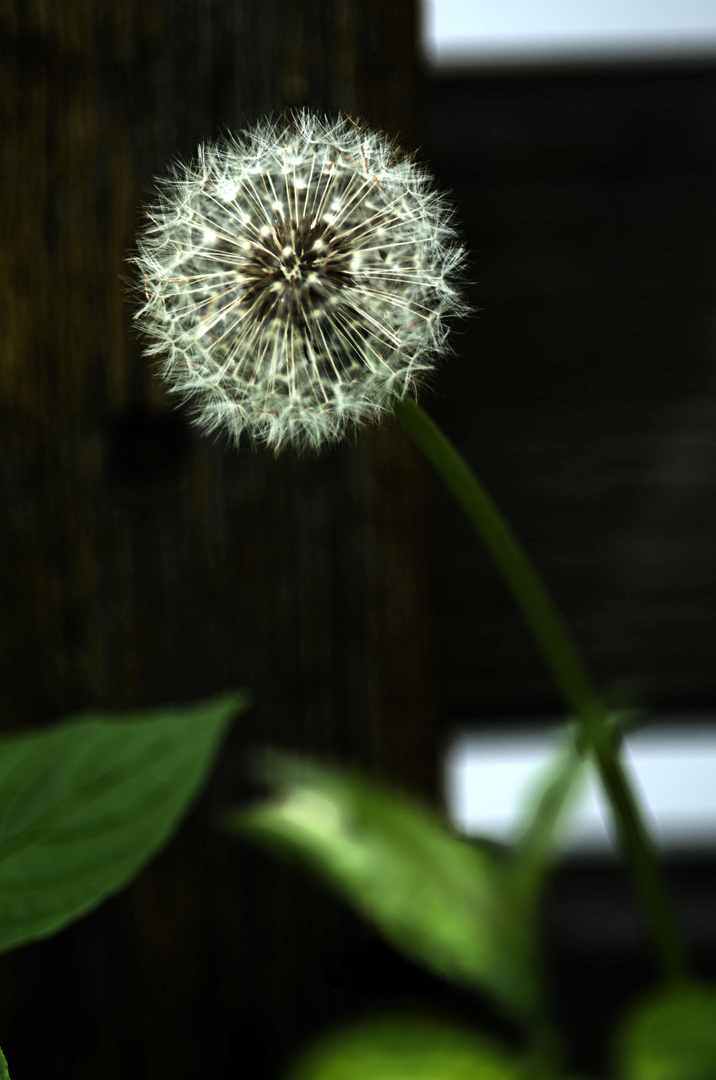 pusteblume