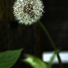 pusteblume