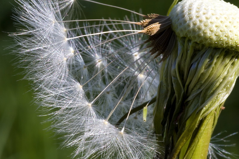 Pusteblume