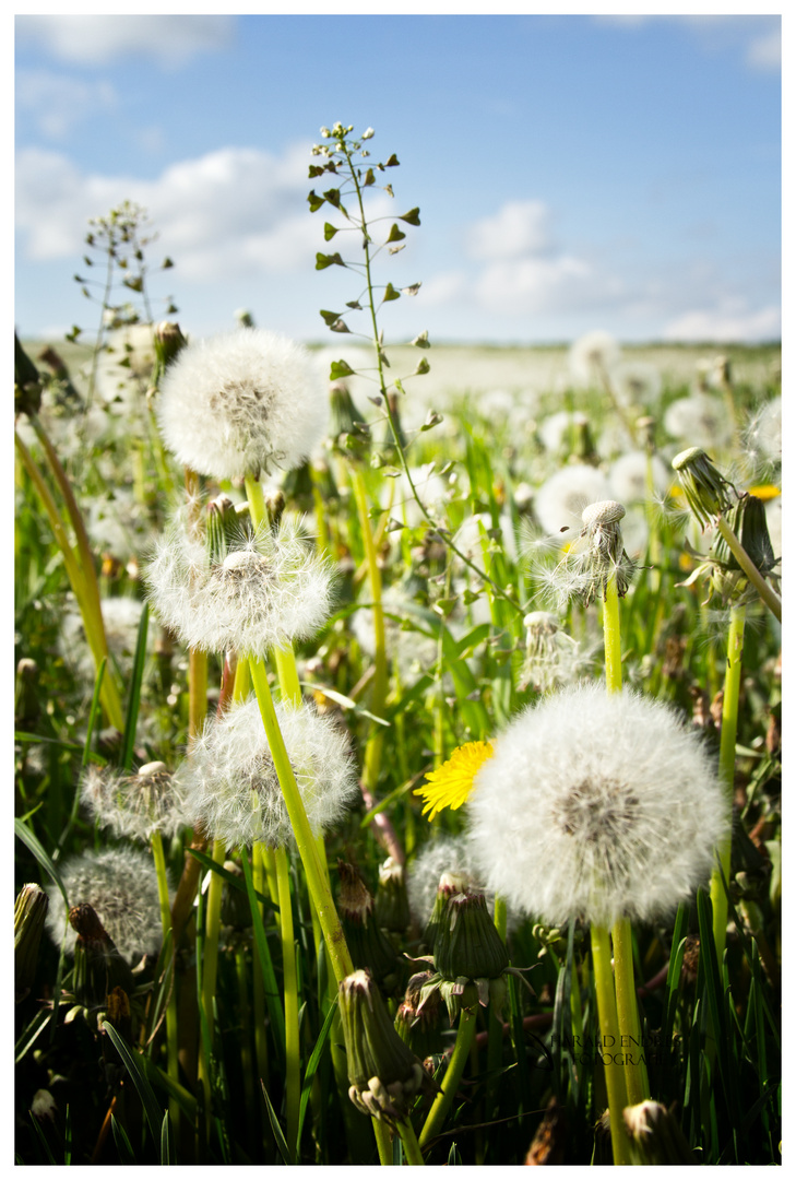 Pusteblume