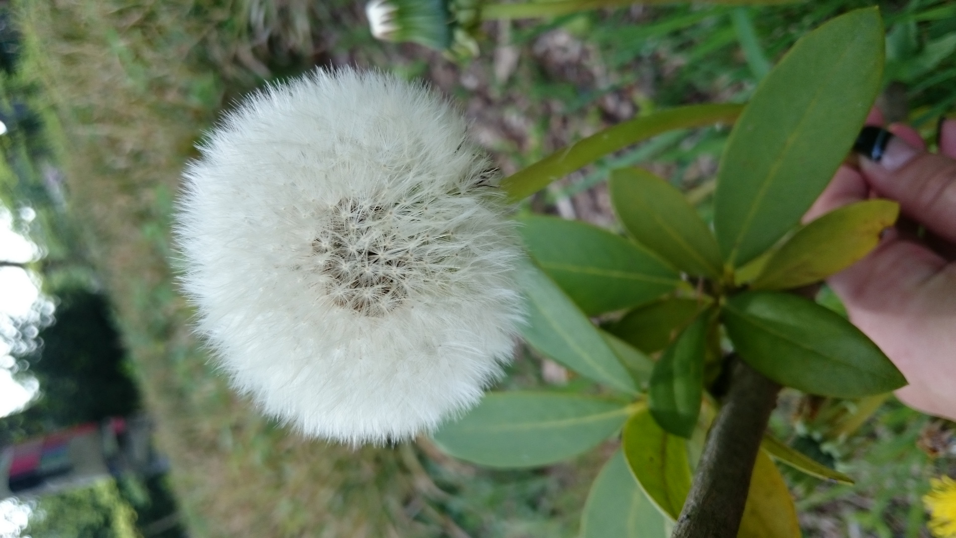 Pusteblume