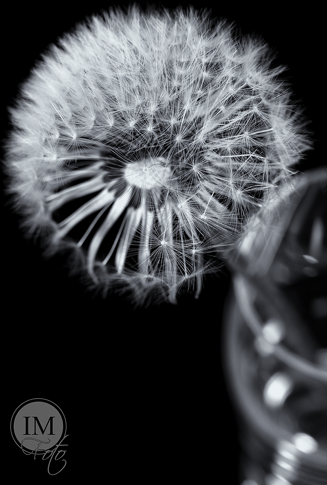 Pusteblume