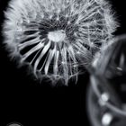 Pusteblume