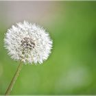 Pusteblume...