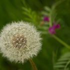 Pusteblume