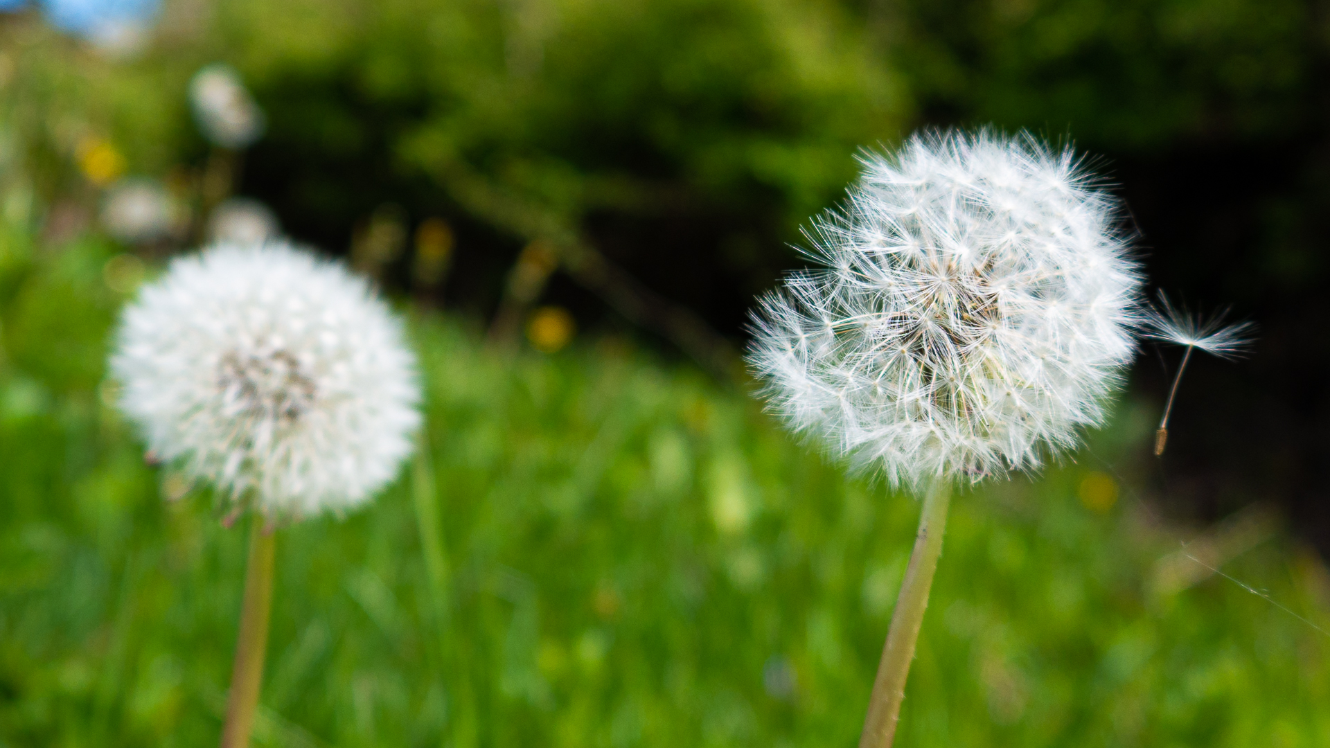 Pusteblume