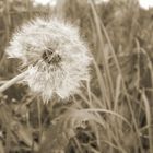 Pusteblume