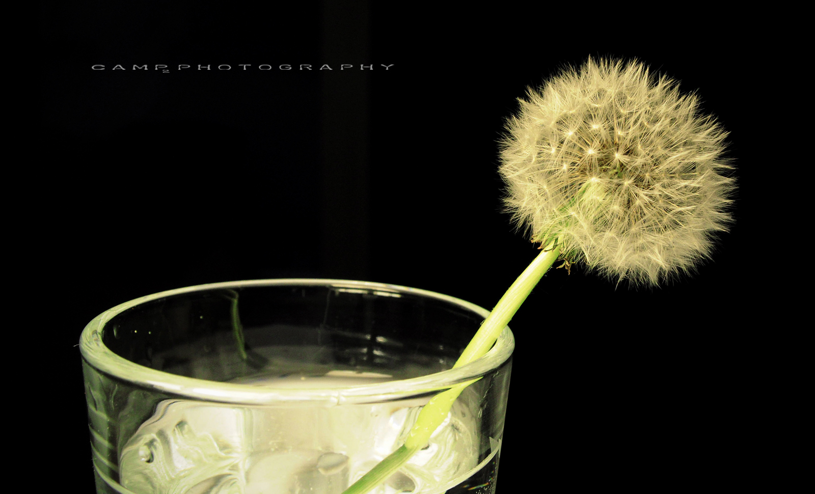 Pusteblume