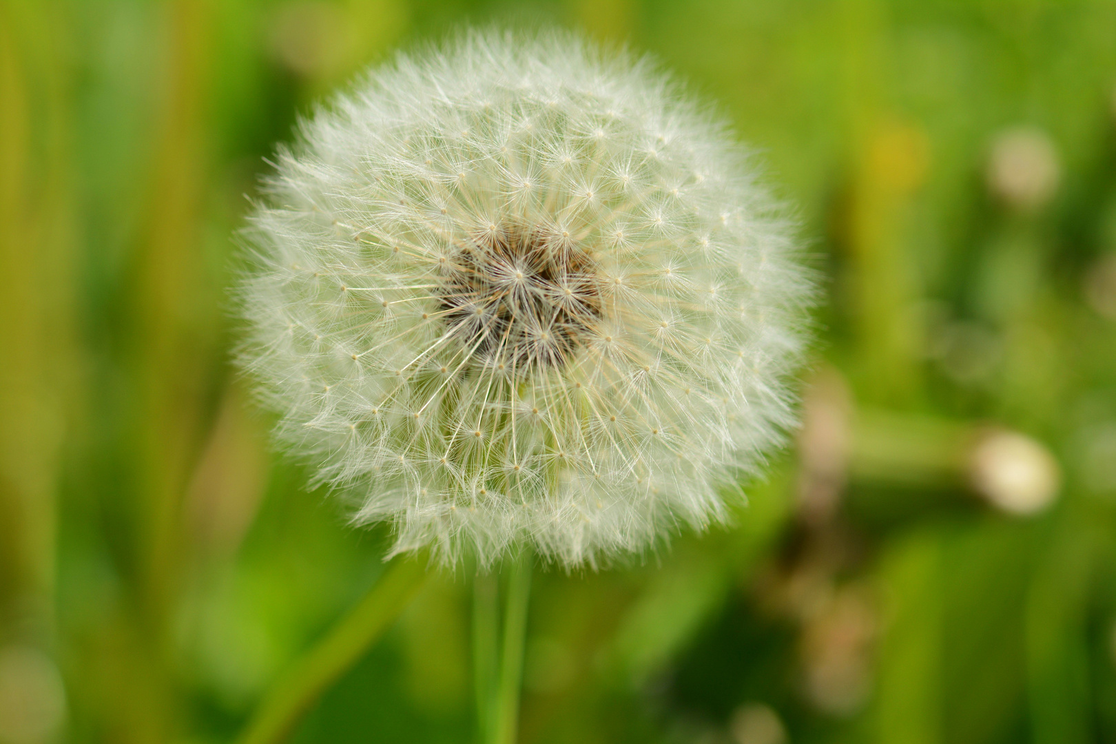 Pusteblume