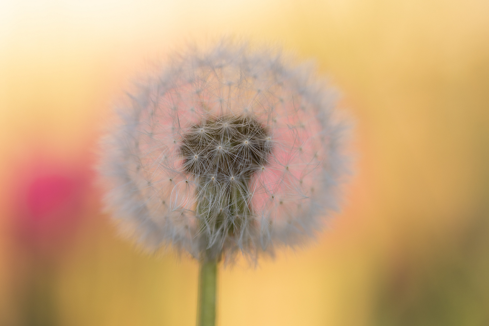 Pusteblume