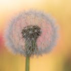 Pusteblume