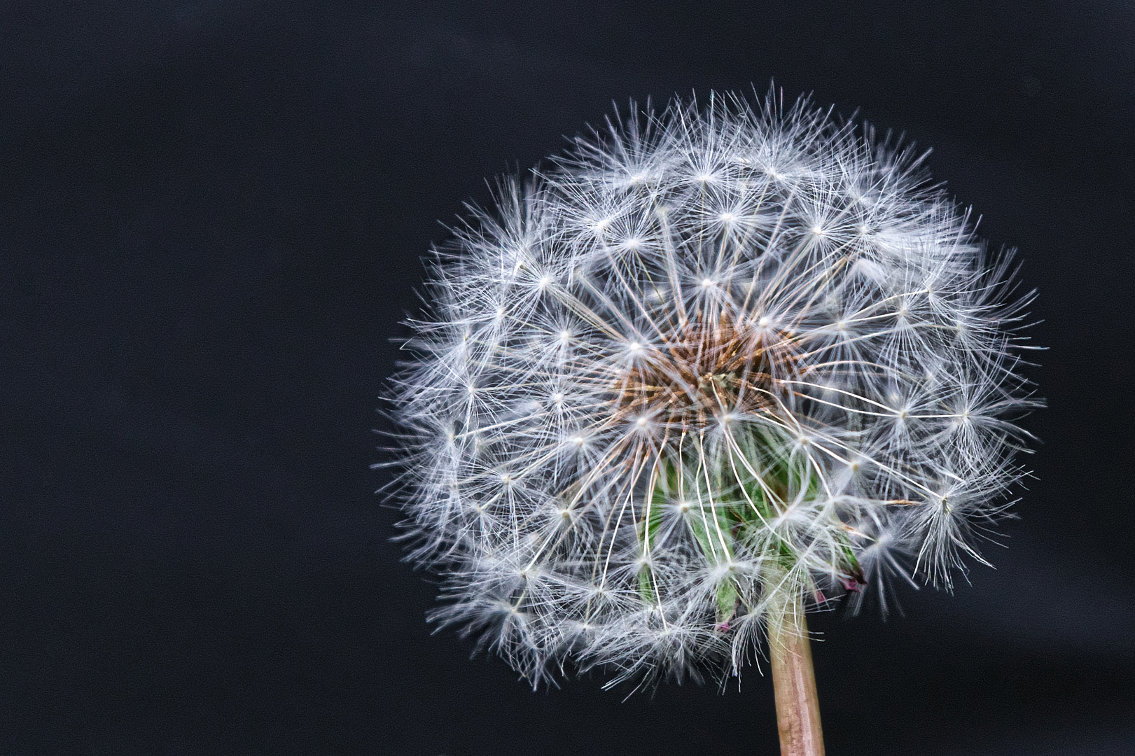 Pusteblume