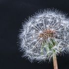 Pusteblume