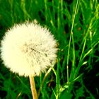 pusteblume