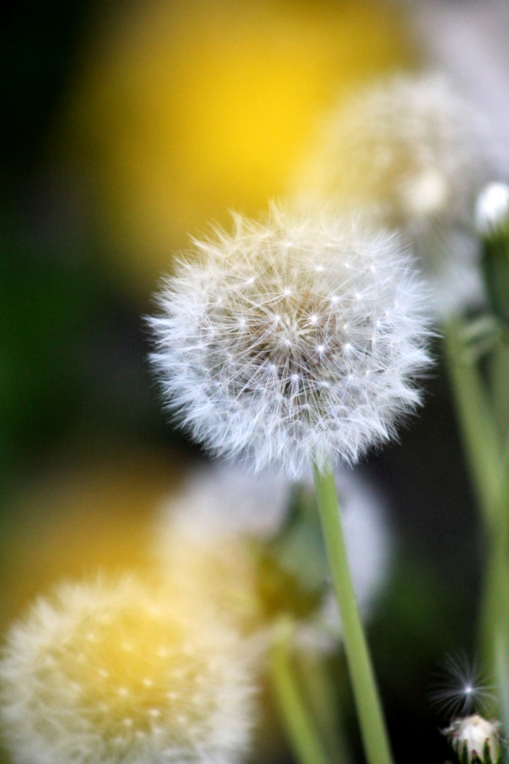 Pusteblume