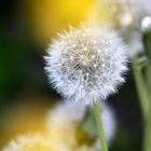 Pusteblume