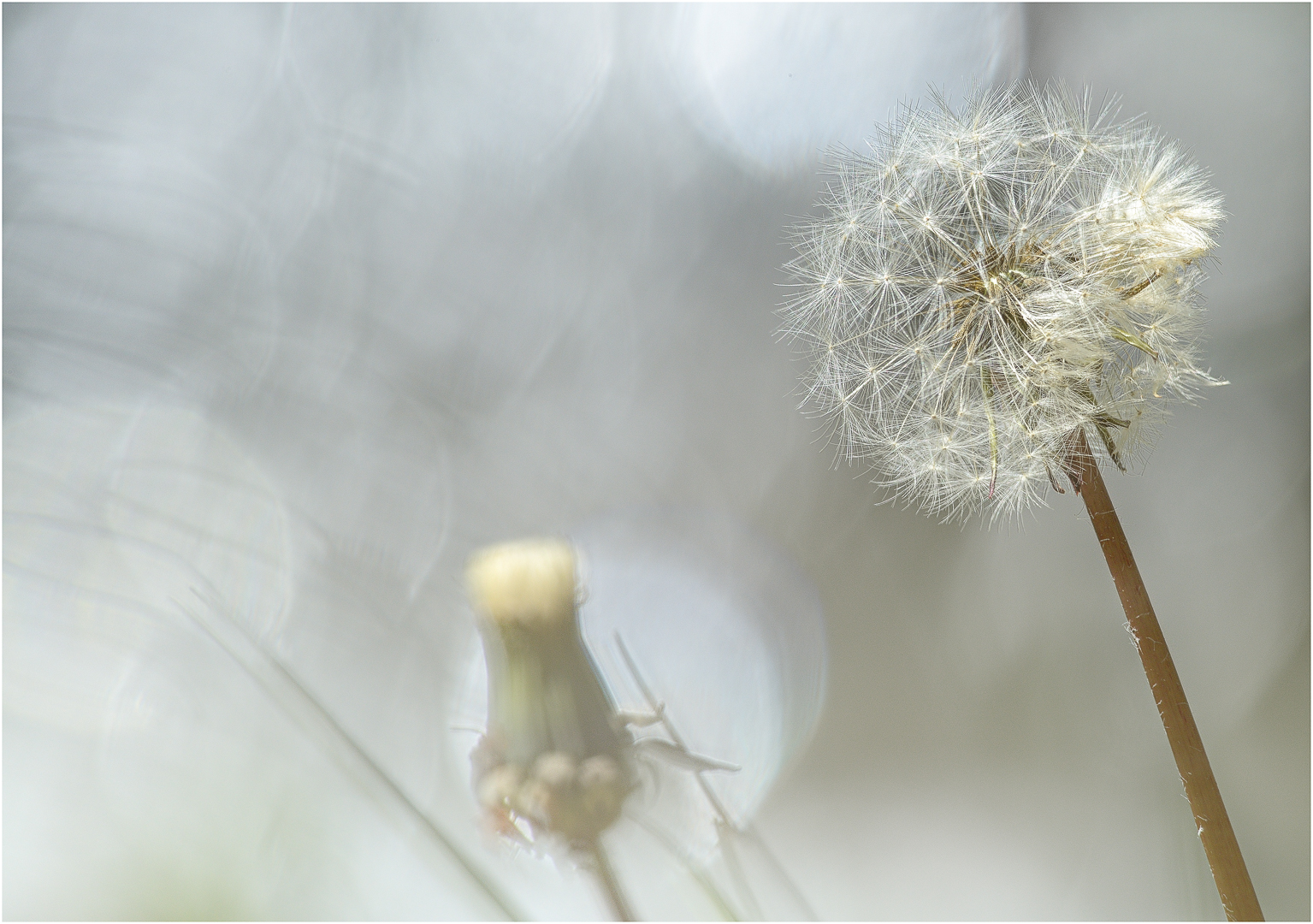 Pusteblume