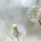 Pusteblume