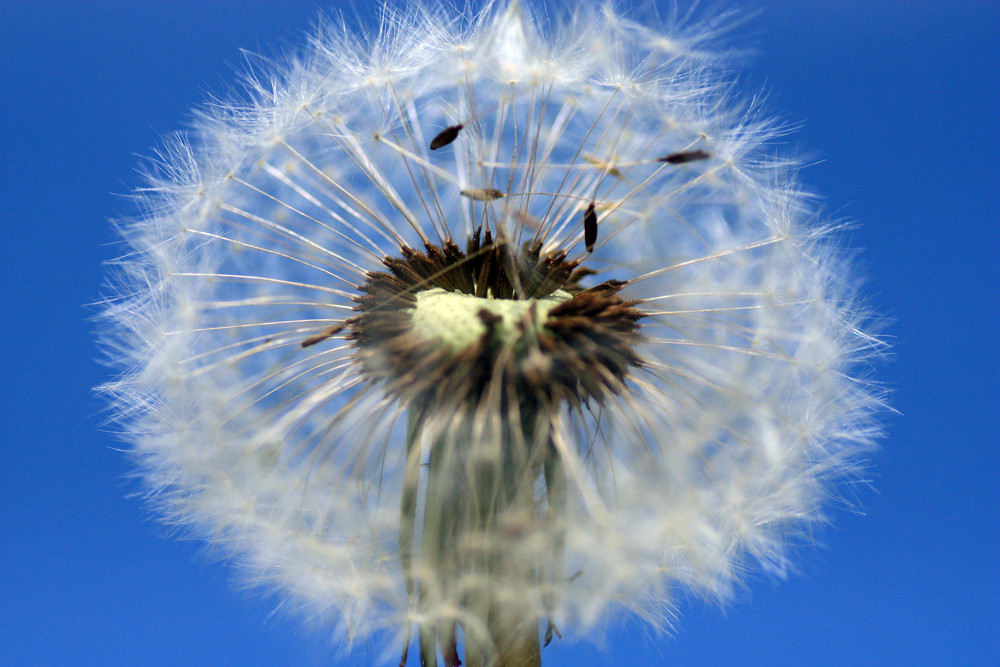 Pusteblume