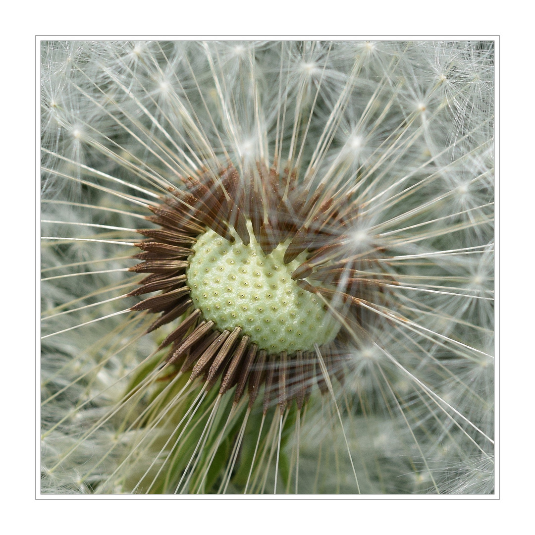 Pusteblume