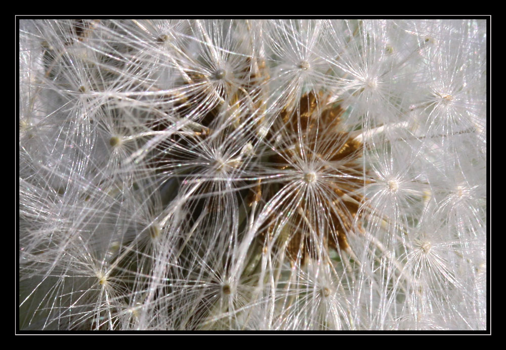 Pusteblume