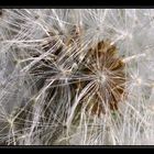 Pusteblume