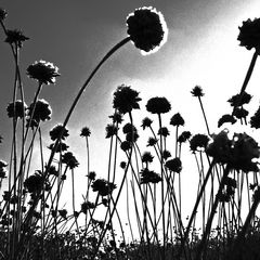 Pusteblume