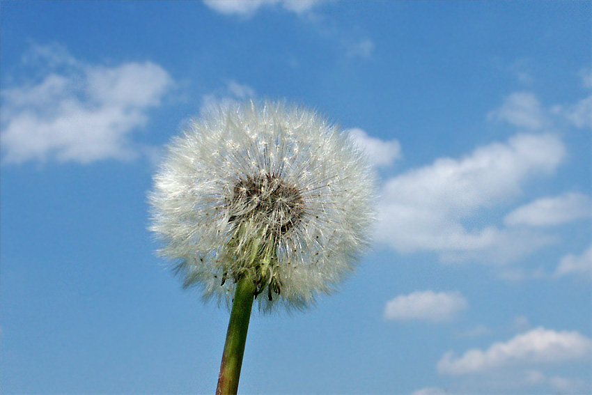 Pusteblume