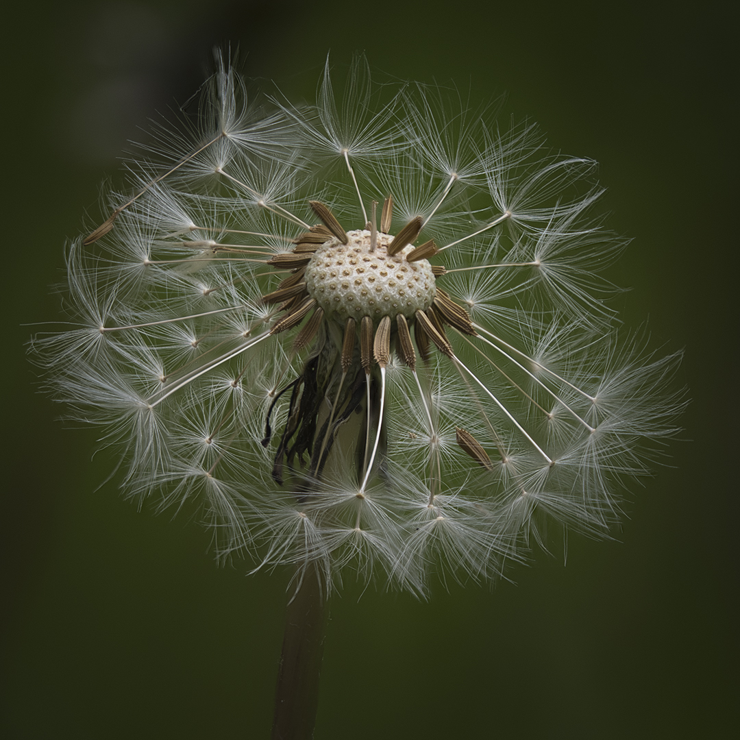 Pusteblume