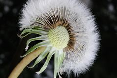 Pusteblume