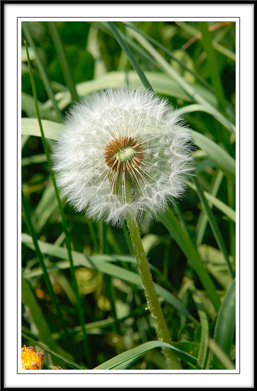 Pusteblume