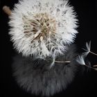 Pusteblume