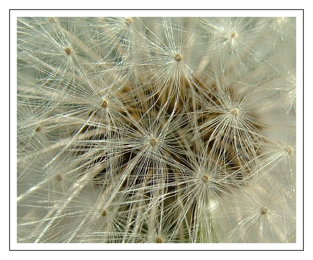 Pusteblume