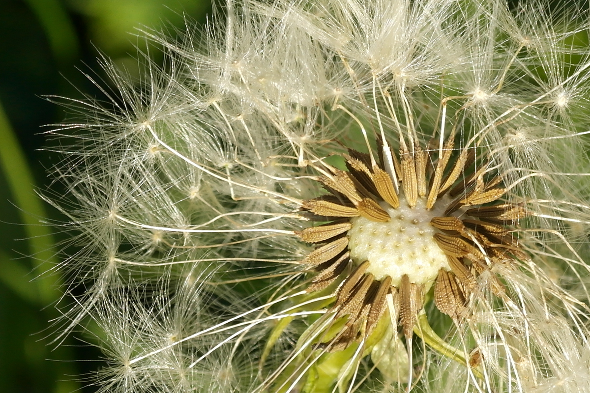 Pusteblume