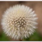 Pusteblume :-)