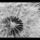 ...Pusteblume...