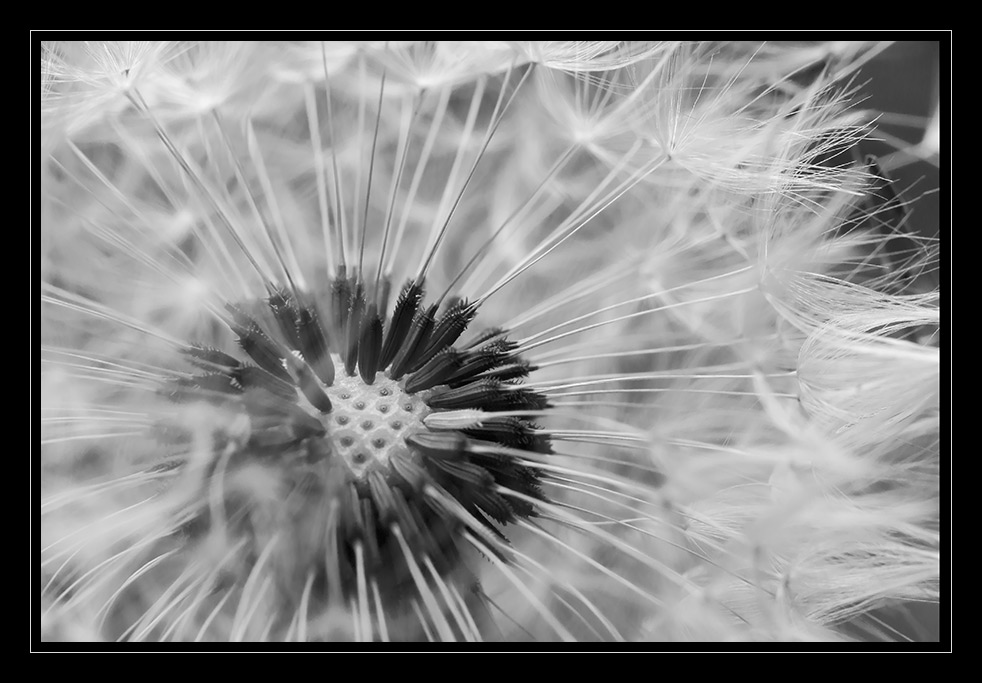 …Pusteblume… Bild & Foto von Silke Sch. aus Natur
