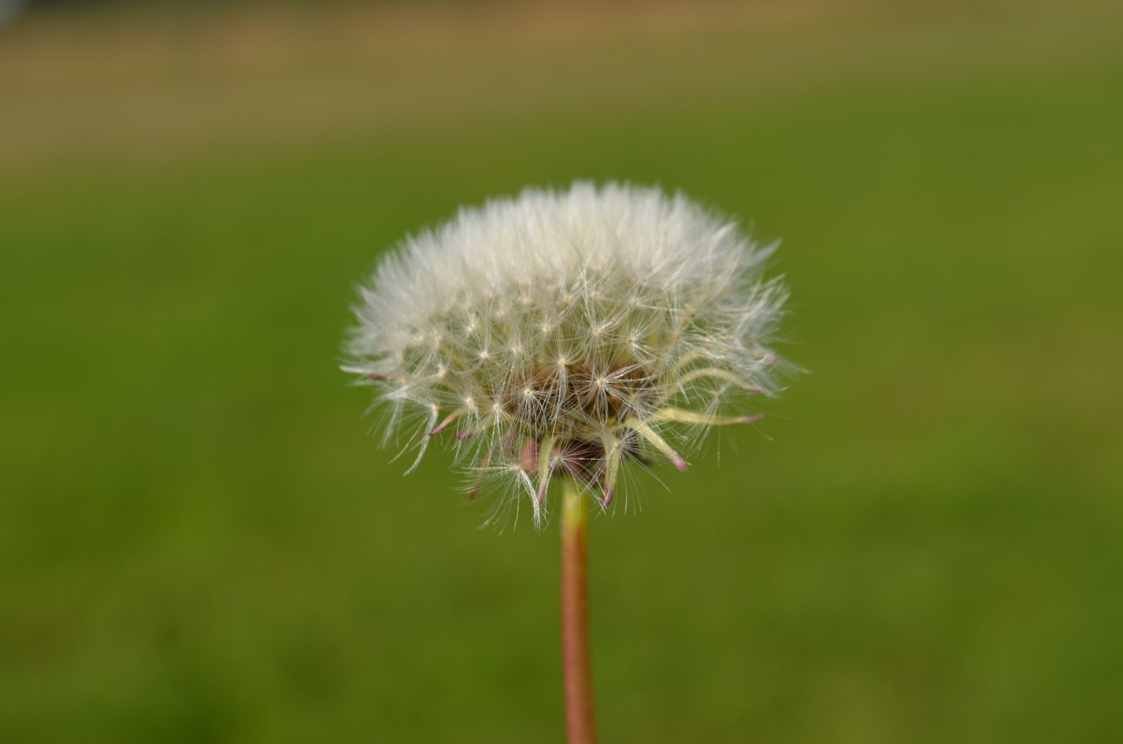 Pusteblume