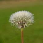 Pusteblume