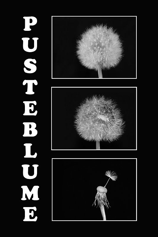 Pusteblume