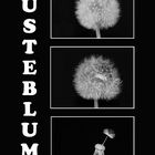 Pusteblume