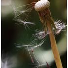 Pusteblume