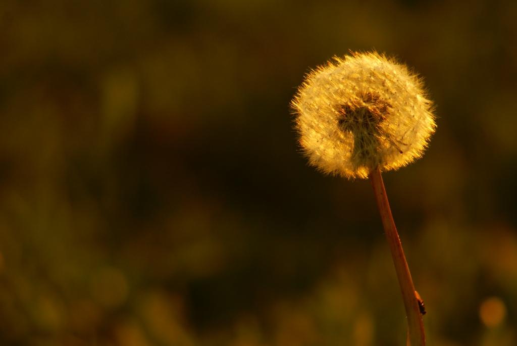 Pusteblume