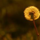 Pusteblume