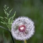 pusteblume