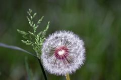 pusteblume