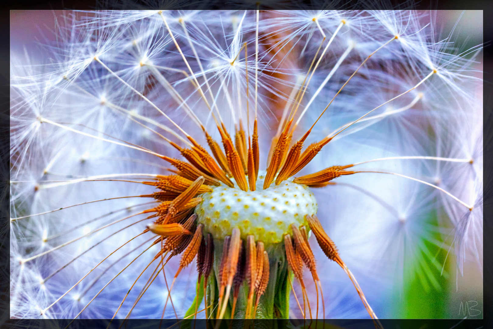 Pusteblume