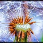 Pusteblume