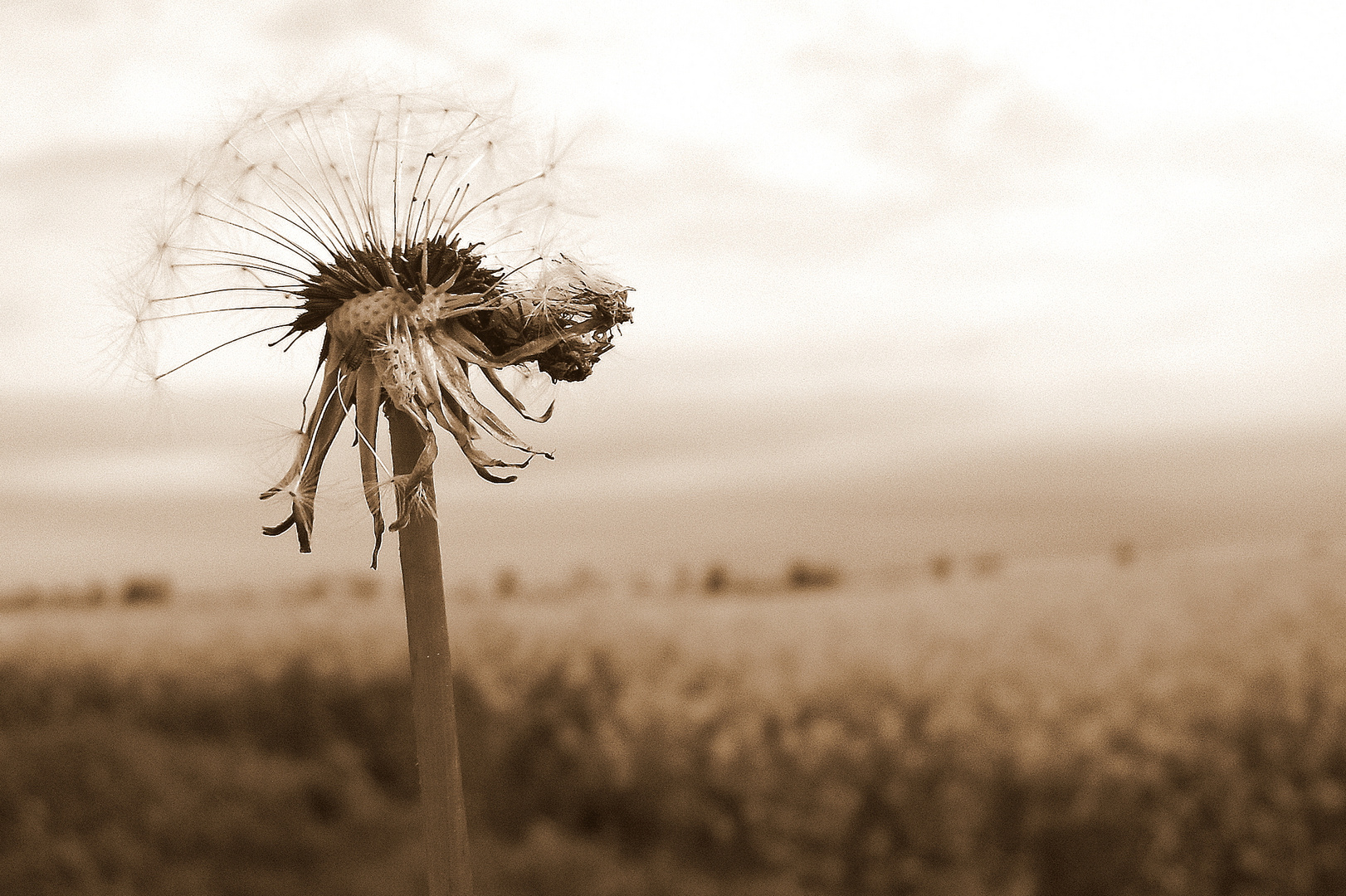 Pusteblume