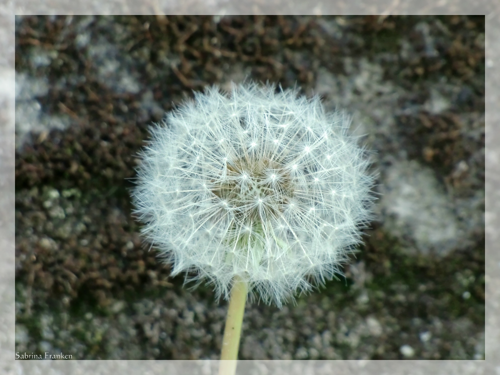 Pusteblume